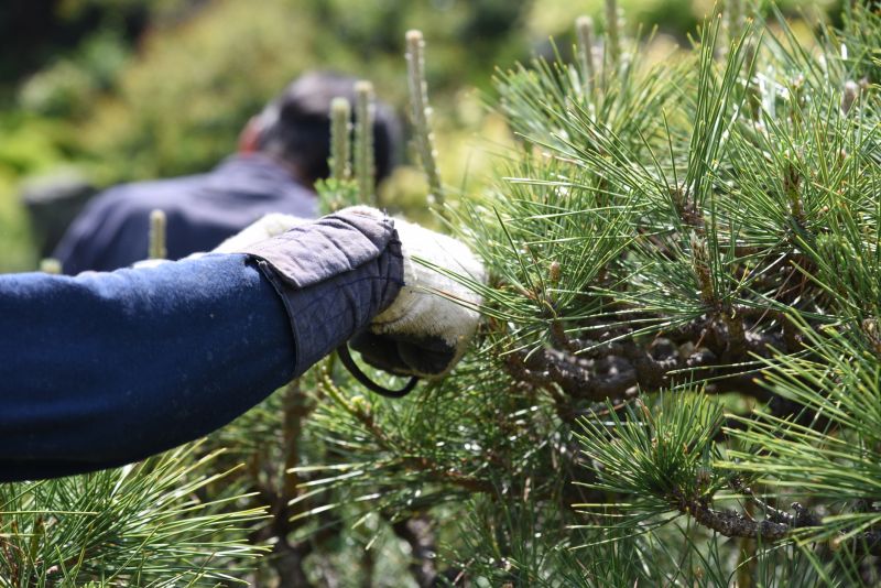 Beech Tree Pruning in San Jose, CA