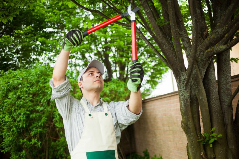 Birch Tree Pruning in Aiken, SC