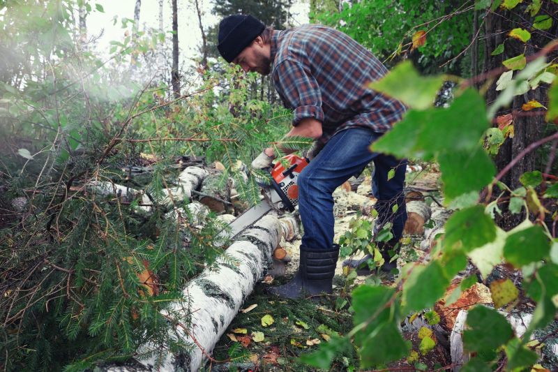 Birch Tree Removal in Reno, NV