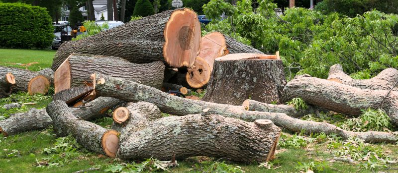 Birch Tree Removal in Aiken, SC