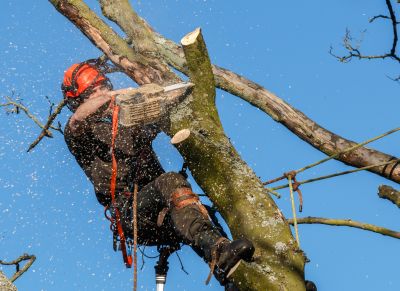 Commercial Tree Trimming in Reno, NV