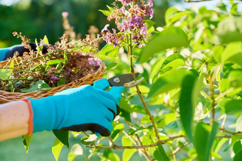 Crape Myrtle Pruning in Ventura County, CA
