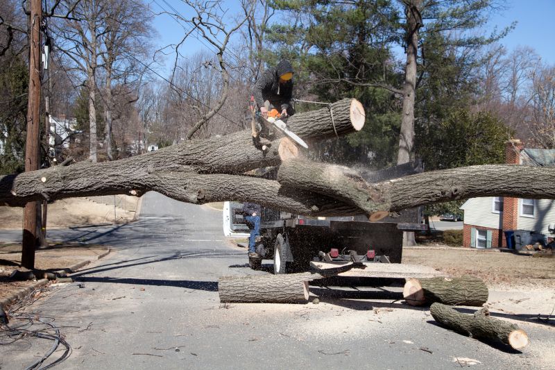 Dead Tree Removal in Allentown, PA
