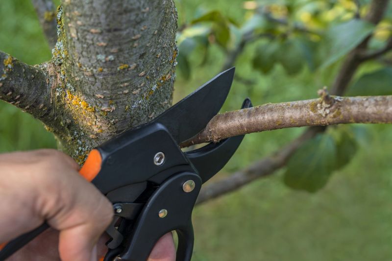 Elm Tree Removal in Doylestown, PA