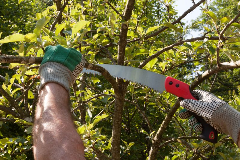 Elm Tree Removal in Bucks County, PA