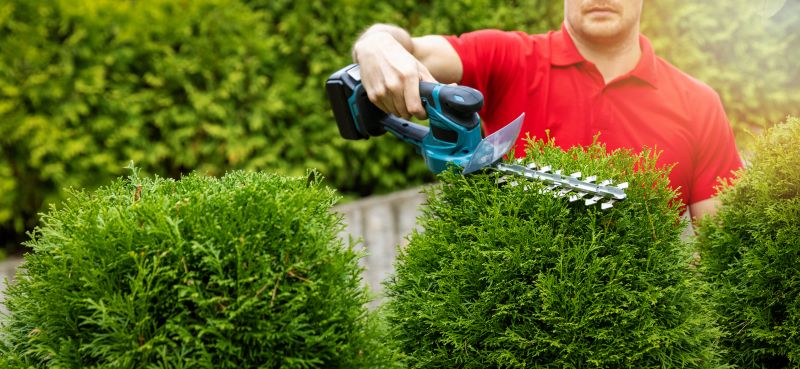 Evergreen Hedge Trimming in Aiken, SC