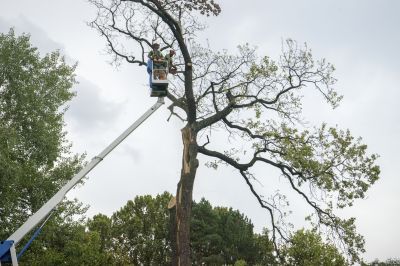 Tree Removal Equipment in Use