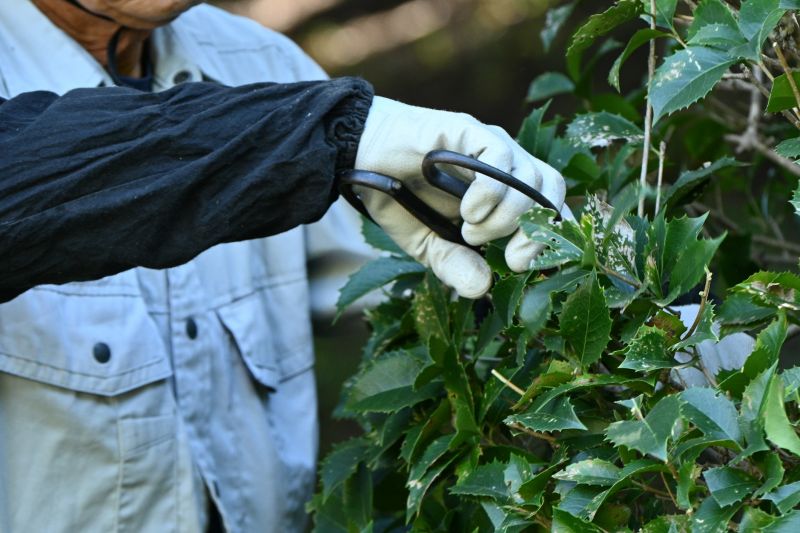 Hedge Pruning in Rockwall, TX