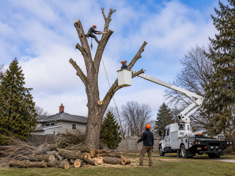 Hickory Tree Removal in Aiken, SC