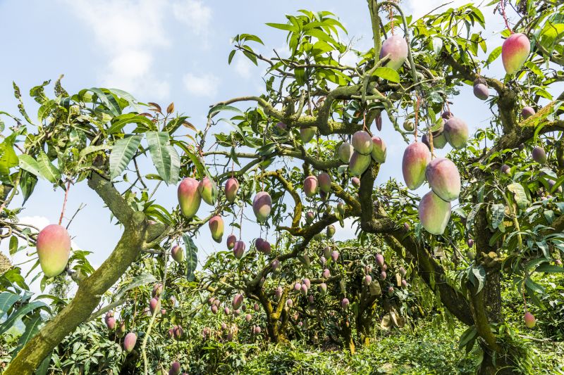 Mango Pruning