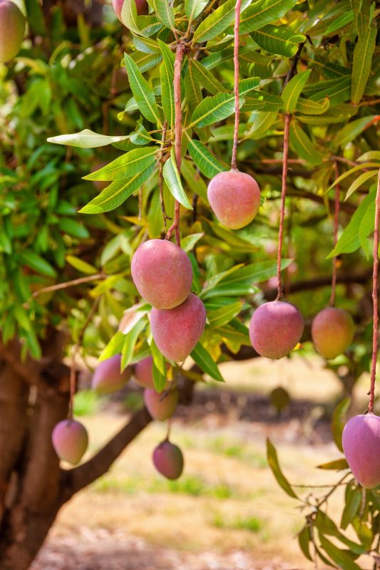 Mango Pruning in Dry Season