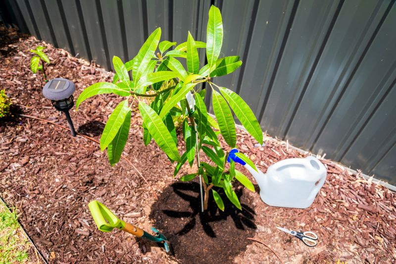 Healthy Mango Tree