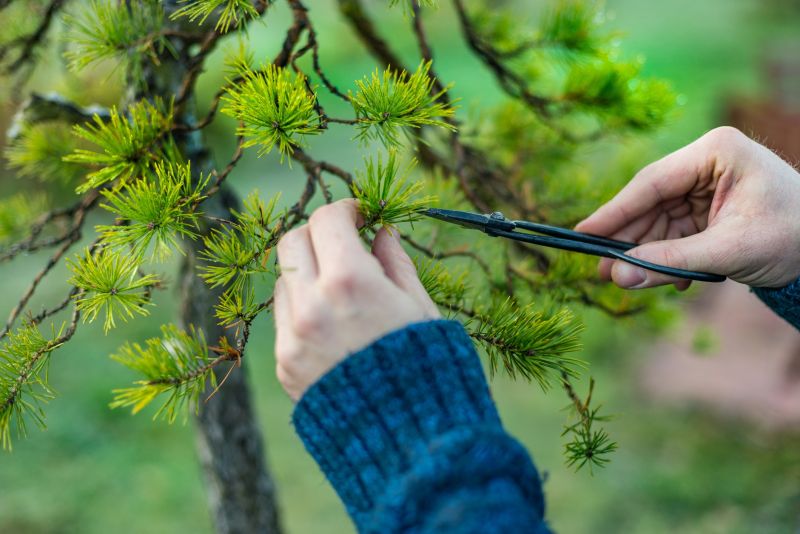 Maple Tree Pruning in Doylestown, PA