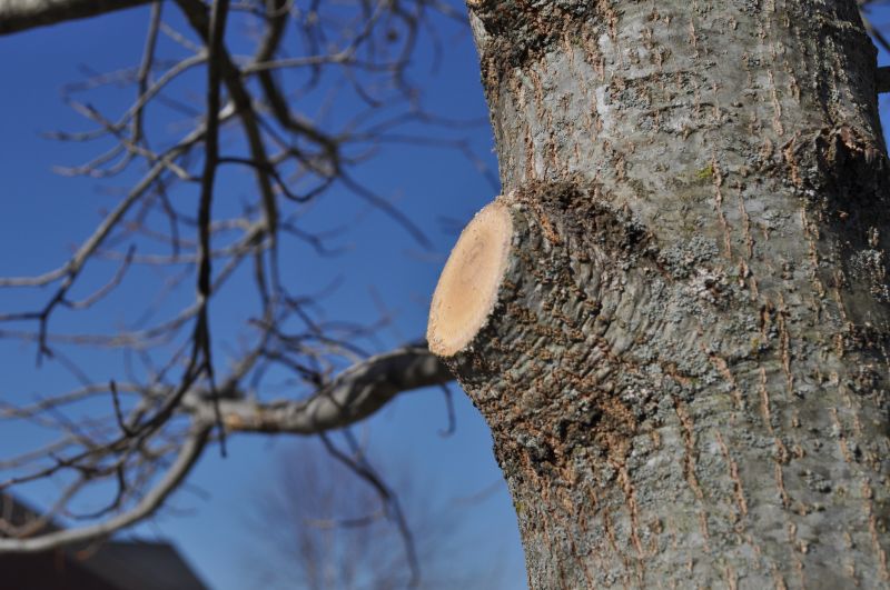 Maple Tree Pruning in Allentown, PA