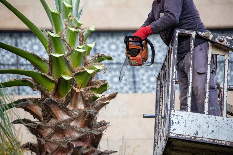 Palm Tree Trimming in Allentown, PA