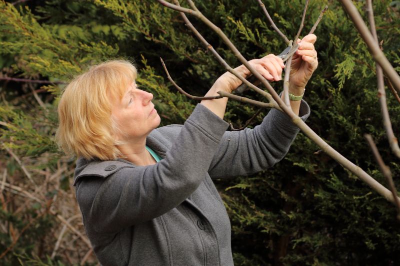 Pear Tree Pruning in San Jose, CA