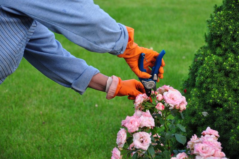 Shrubs Removal in Rockwall, TX