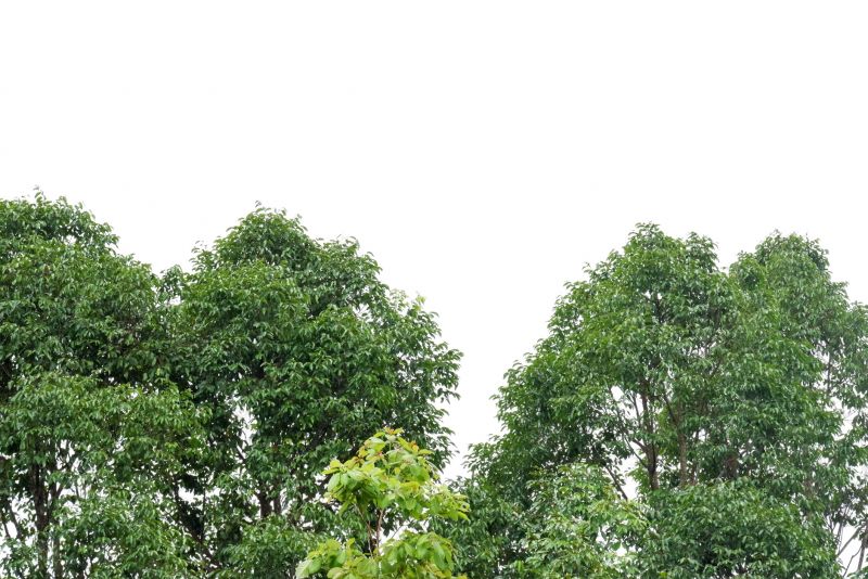 Tree Crown Shaping in Pottstown, PA