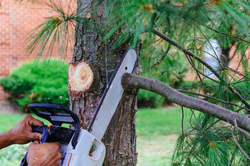Tree Limbs Removal in Pottstown, PA