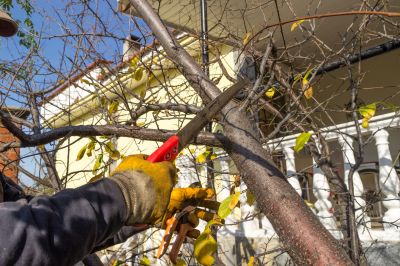 Tree Maintenance Service in Pottstown, PA