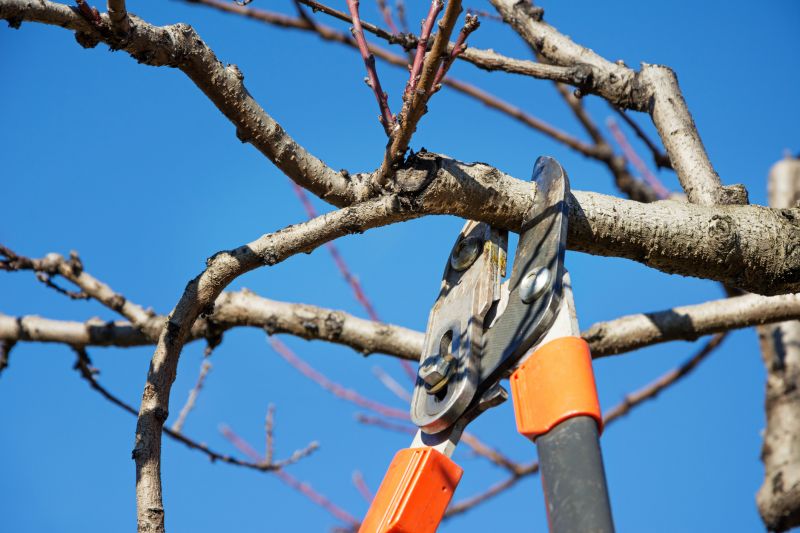 Tree Service in Montgomery County, PA