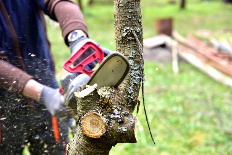 Tree Shearing in Allentown, PA